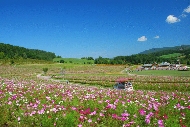 🌸 태양의 언덕 엔가루 공원 (太陽の丘えんがる公園) 이미지 1